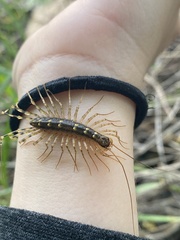 Thereuonema tuberculata