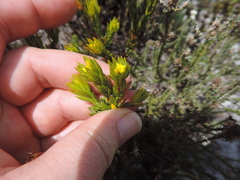 Gnidia juniperifolia