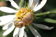 Lasioglossum pilosum