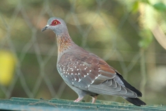 Columba guinea