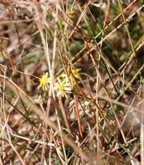 Senecio burchellii