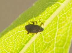 Curculionoidea