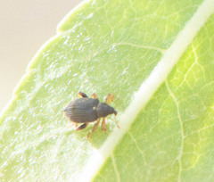 Curculionoidea
