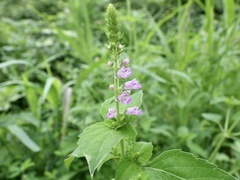 Mosla dianthera