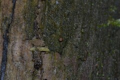 Punctum pygmaeum