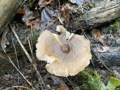 Megacollybia