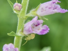 Mosla dianthera