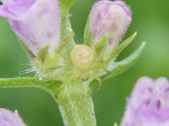 Diaea subdola