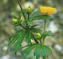 Ranunculus gouanii