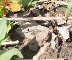Anaxyrus americanus