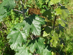 Populus alba