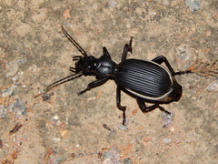 Anthiinae