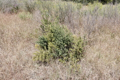 Asparagus rubicundus