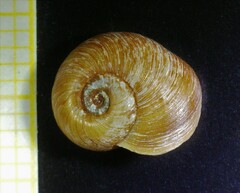 Planorbis presbensis