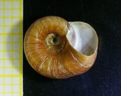 Planorbis presbensis