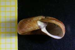 Planorbis presbensis