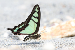 Graphium cloanthus