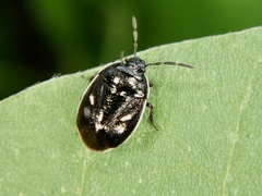 Adomerus triguttulus