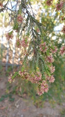 Passerina corymbosa