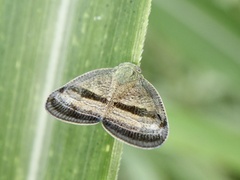 Ricania taeniata