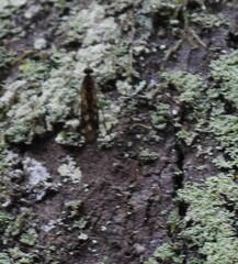 Sylvicola