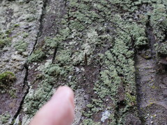 Sylvicola