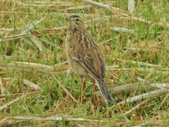 Anthus richardi