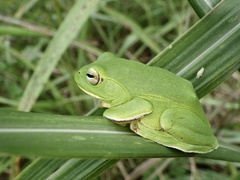 Zhangixalus schlegelii