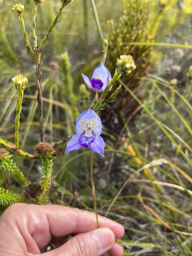 Image of Disa purpurascens by (c) Charleen Brunke, some rights reserved (CC BY)