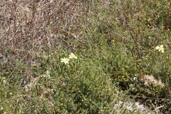 Aspalathus retroflexa retroflexa