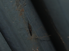Anopheles punctipennis