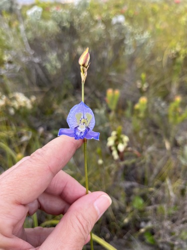 Image of Disa purpurascens by (c) Charleen Brunke, some rights reserved (CC BY)