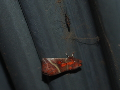 Anopheles punctipennis