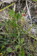 Indigofera hendecaphylla