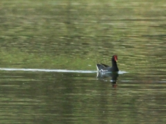 Gallinula chloropus meridionalis