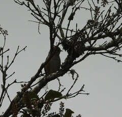 Zosterops lateralis lateralis