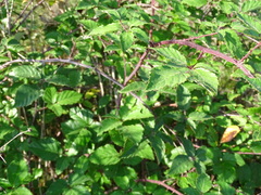 Rubus ulmifolius