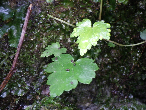 Mitella acerina iNat (2)