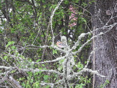 Fringilla coelebs gengleri