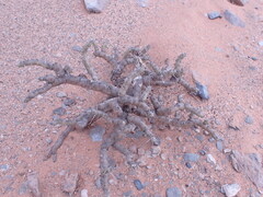 Monsonia