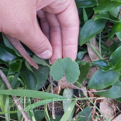 Hydrocotyle hirta