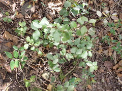 Gymnosporia nemorosa