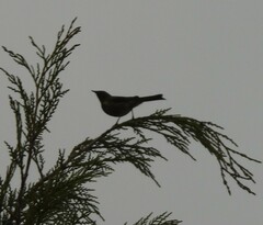 Anthornis melanura