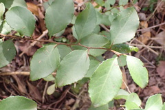 Gymnosporia nemorosa