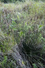 Juncus kraussii