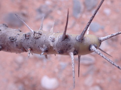 Monsonia