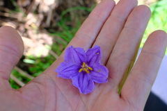 Solanum aviculare