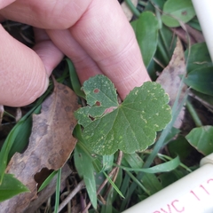 Hydrocotyle hirta