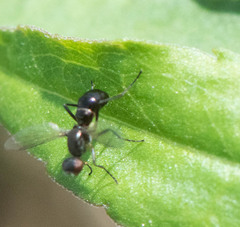 Sepsidae