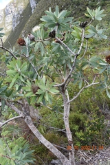 Protea nitida
